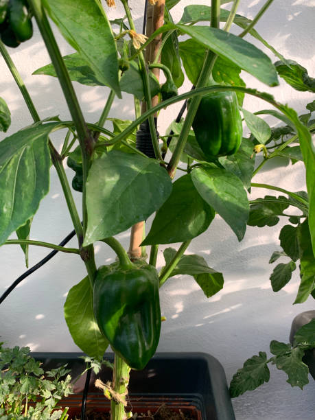 istock Pepper plant grown in pot on balcony. 2159653654