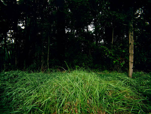 green background