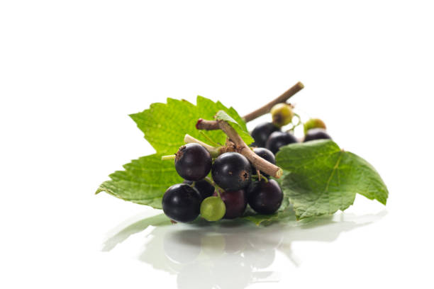 ripe blackcurrant berries with leaves isolated on white background.