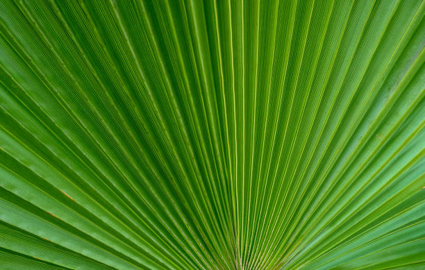 istock Close-up of large palm leaf 1 2159656657