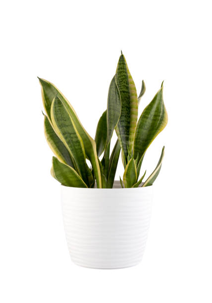 istock House plant Sansevieria in white flowerpot isolated on white background with clipping path 2159658841