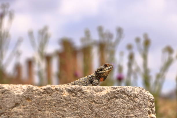 a Well camouflaged lizard at Jerash archaeological site, Jordan