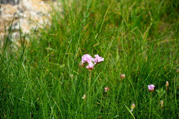Beautiful pink flowers . Name Sea thrift (Armeria Maritima), Irish wildflowers