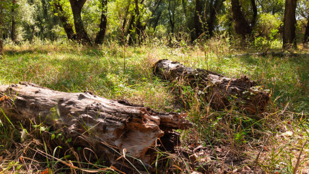 istock summer landscape of forest with old fallen trees and grass, close view, shadows from the bright sunlight move across the glade, beautiful nature 2159661180