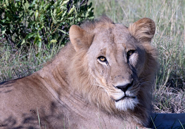 African Lion Male, Panthera leo, Savute Area of Chobe National Park, Botswana, Carnivora, Felidae