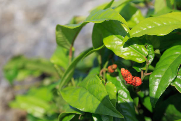 Hibatsu (island pepper), an Okinawan spice