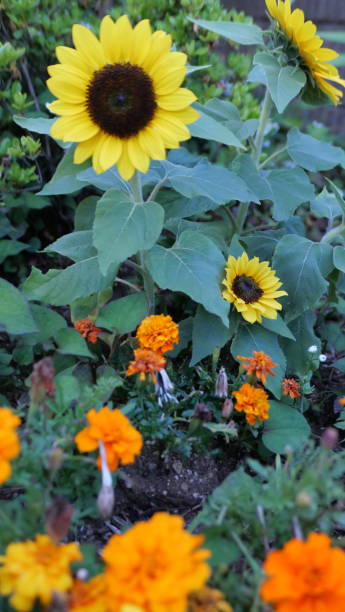 istock Sunflowers and Marigolds in Bloom 2159663208