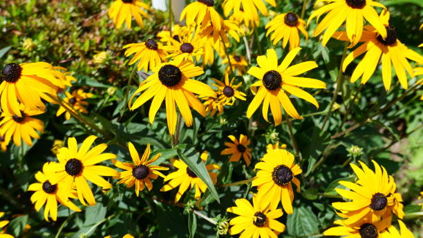 istock Bright Yellow Black-Eyed Susans in Bloom 2159663235