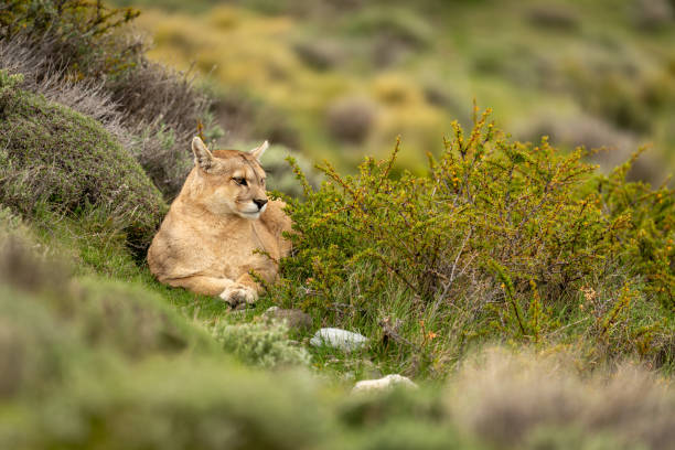 istock Puma lying in thick undergrowth turning head 2159663419