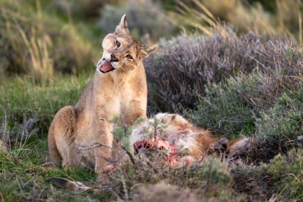 istock Puma sits by dead guanaco opening mouth 2159663503