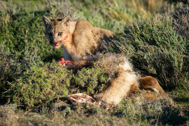 istock Puma sits by guanaco carcase in undergrowth 2159663510