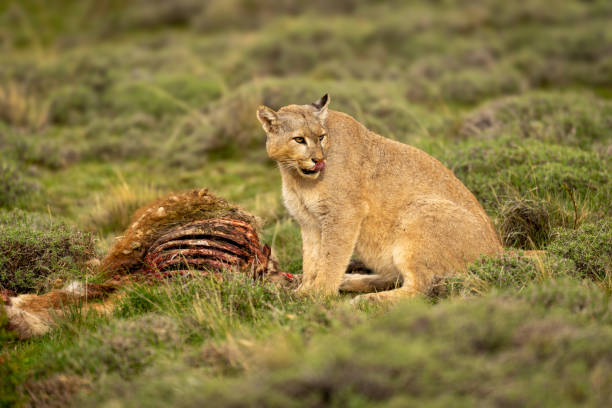 istock Puma sits by guanaco kill looking round 2159663528