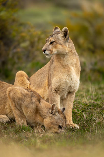 istock Puma sits in scrubland by another drinking 2159663559