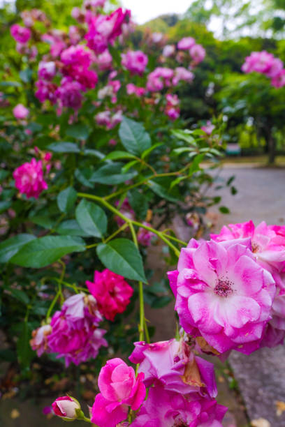 In early summer, roses bloom in Shonai Ryokuchi Park in Nagoya City. Colorful roses bloom and delight visitors.