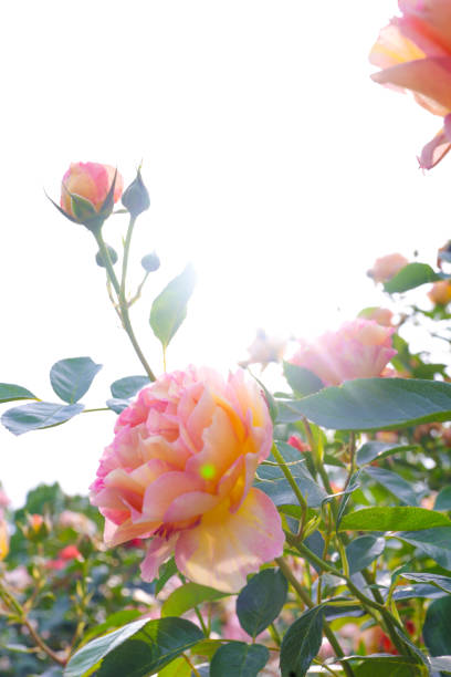 In early summer, roses bloom in Shonai Ryokuchi Park in Nagoya City. Colorful roses bloom and delight visitors.