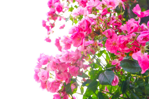 Beautiful rose garden with different roses