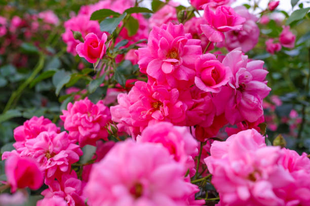 istock Summer rose garden, pink roses in full bloom. 2159663770
