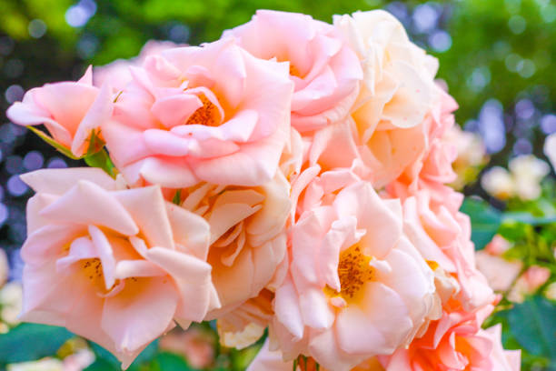 istock Pink roses in full bloom bathed in the summer sunset. 2159663778