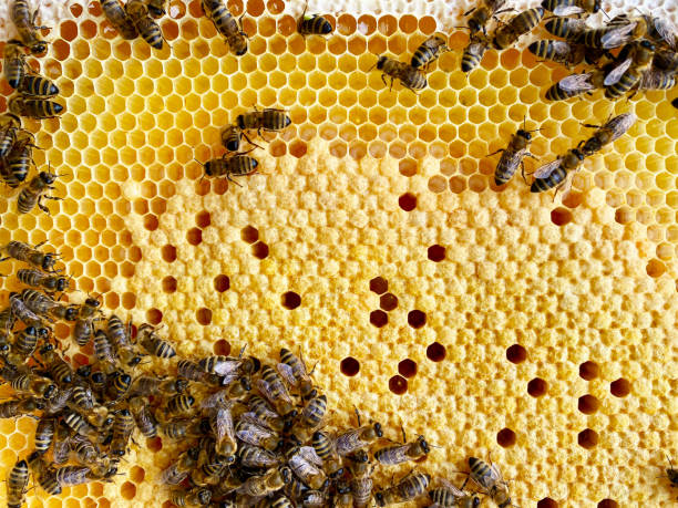 istock Close up of bees on honey comb. 2159664277