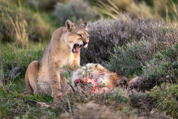 istock Puma sits yawning amongst bushes with kill 2159665232