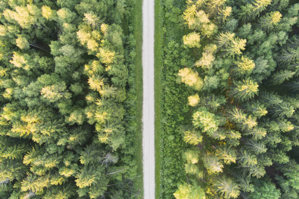 istock Forest dirt road, photo view from a drone on a summer day. 2159665316