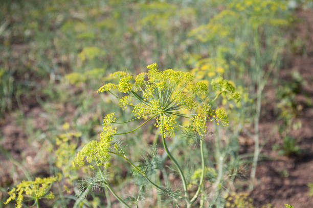 Biologic dill isolated on white background with clipping path as package design element and advertising. Full depth of field. Organic farming.