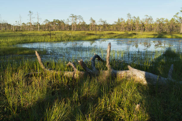 istock A fallen dry tree in the Estonian Viru swamp on a summer day. 2159666531