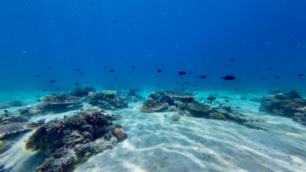 Sandy bottom in a tropical sea underwater.
