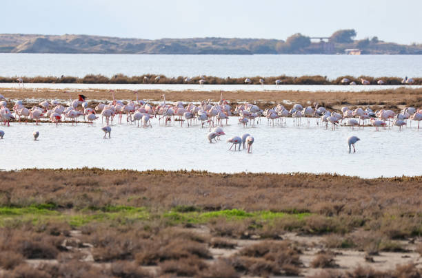 istock Large group of Flamingos and Pelicans 2159666902