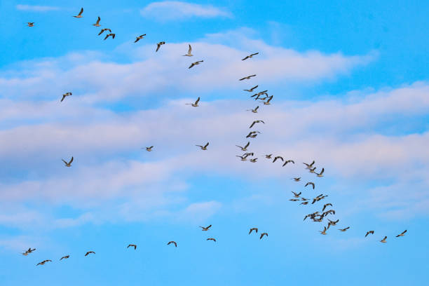 istock A big group of seagulls traveling away 2159666955