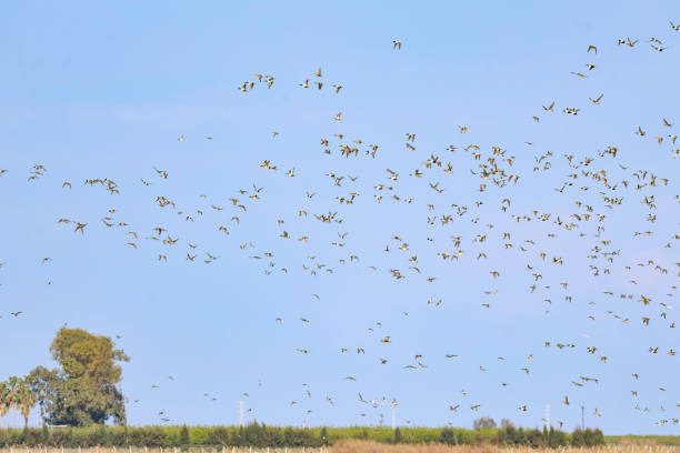 istock A large group of wild ducks traveling 2159666964