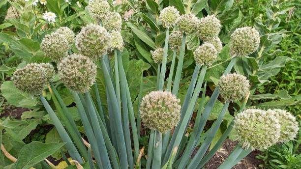 istock Onion flower heads with seeds. 2159667093