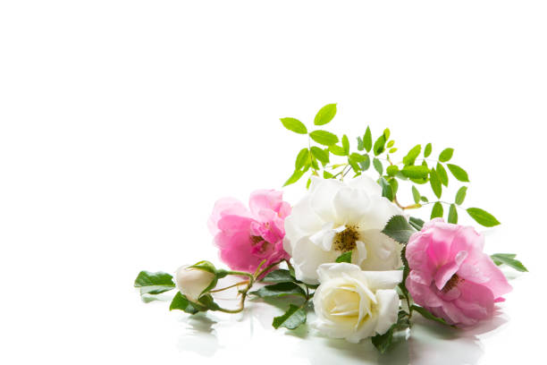 wooden light background with white and pink roses .