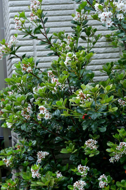 Rhaphiolepis indica /India hawthorn:Dense, Broad-leaved Evergreen Shrub with Small, Fragrant White or Pink Flowers Rhaphiolepis indica, commonly known as India hawthorn, is a dense, broad-leaved evergreen shrub that typically grows to 4-6’ tall and as wide. Native to southern China, it grows in other Asian countries, including Japan, and Australia. It features serrate, oblong, dak-green leaves. Fragrant, white to light pink flowers bloom in spring in clusters. Flowers are followed by small dark blue berries. indian hawthorn stock pictures, royalty-free photos & images