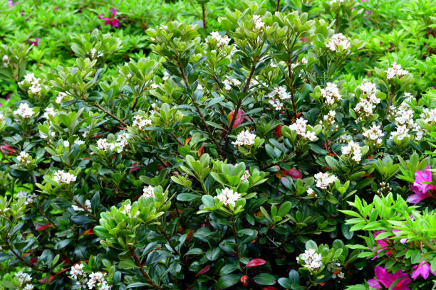 Rhaphiolepis indica /India hawthorn:Dense, Broad-leaved Evergreen Shrub with Small, Fragrant White or Pink Flowers
