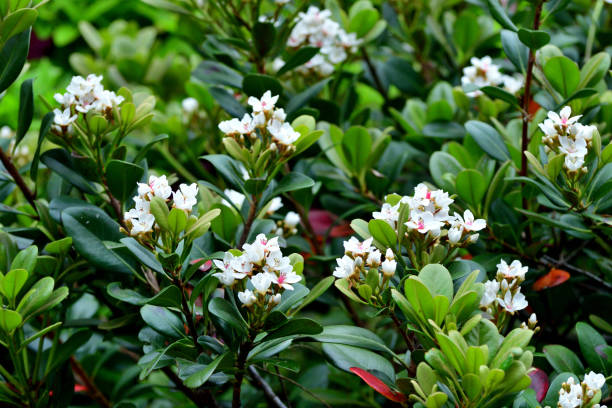 istock Rhaphiolepis indica /India hawthorn:Dense, Broad-leaved Evergreen Shrub with Small, Fragrant White or Pink Flowers 2159669139