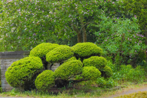 A Japanese Path in the forest with greenery