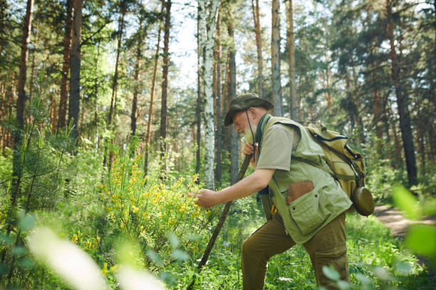istock Senior Mature Scientist Looking At Cytisus Bush 2159670934
