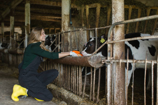 istock A farm worker feeds a calf in a stall on a livestock farm 2159671149