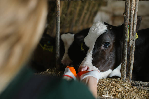 istock A farm worker feeds a calf in a stall on a livestock farm 2159671262