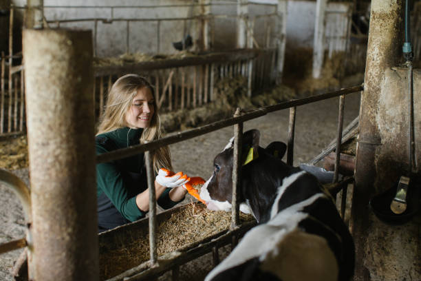 istock A farm worker feeds a calf in a stall on a livestock farm 2159671263