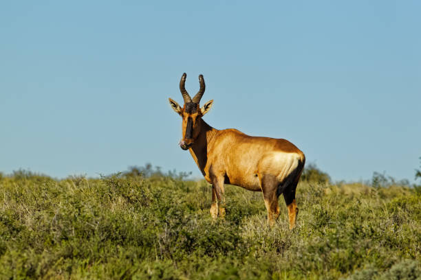 istock Red hartebeest on green hillside in Karoo 2159671824