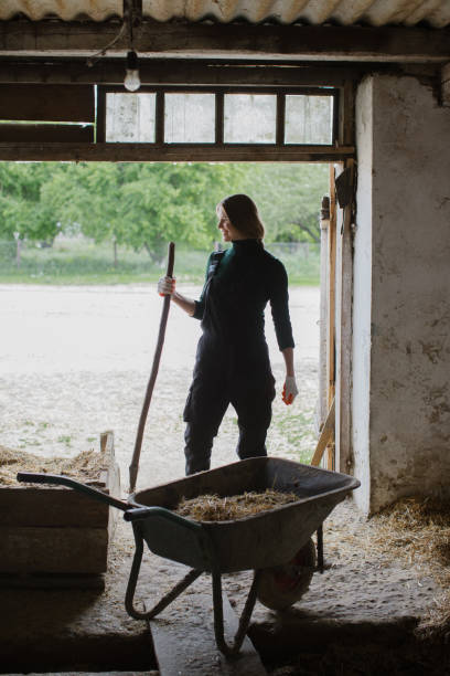 istock A woman worker dressed in overalls works in a cowshed on a rural farm. 2159672176