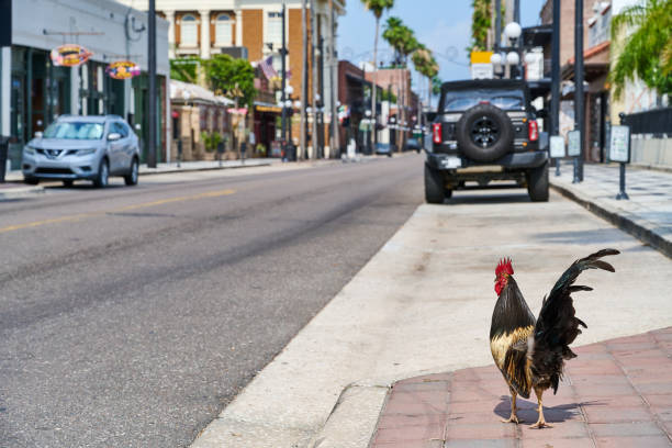 Tampa, USA - May 16, 2024: wild rooster living in the streets of Ybor City that is considered a bird sanctuary.