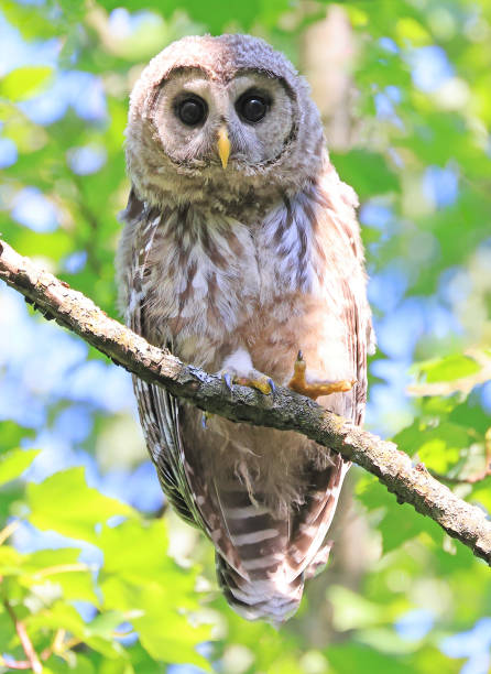 istock Barred Owl baby standing on a tree branch with green background 2159681371