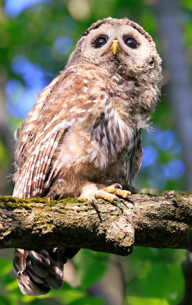 istock Barred Owl baby standing on a tree branch with green background 2159681385