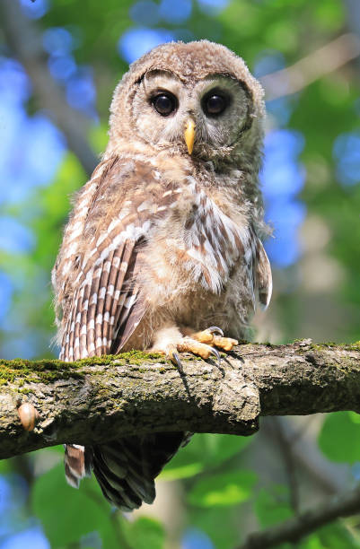 Barred Owl baby standing on a tree branch with green background