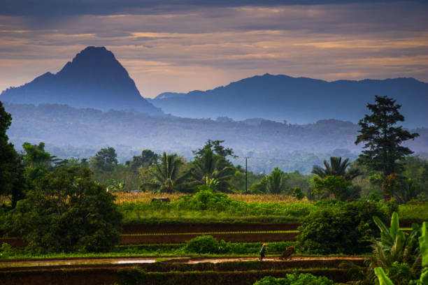istock Indonesian tropical forest wild landscape with tall and green trees 2159682331