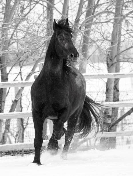 istock Black and white version of a black Friesian horse 2159683074