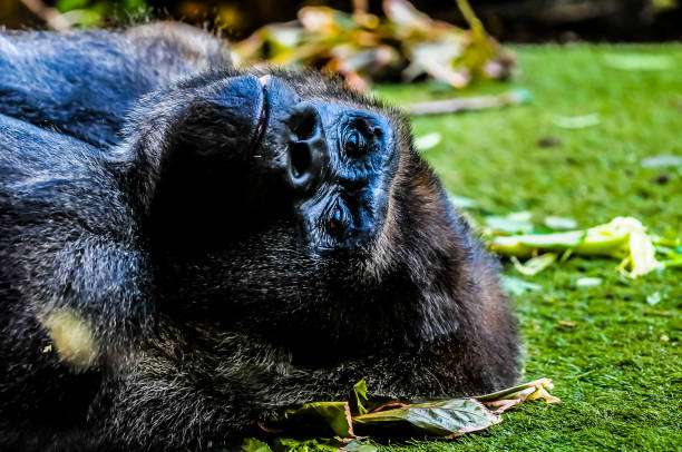 Gorilla with a vegetable on his eye ; gorilla playing with a pepper
